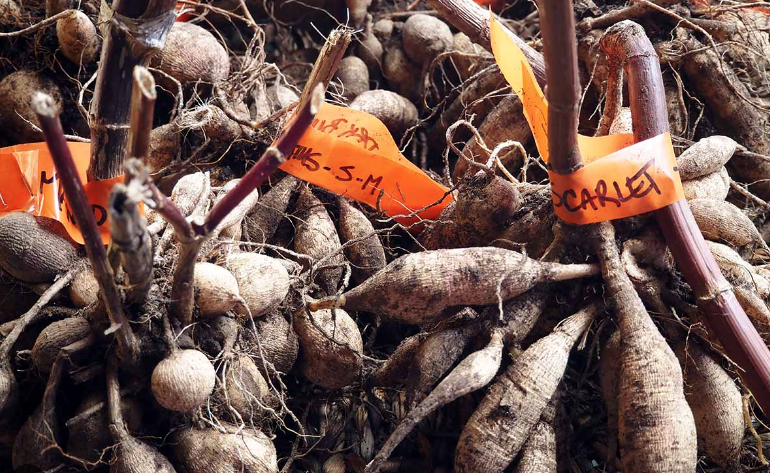 End-of-Season Dahlia Tuber Strategies