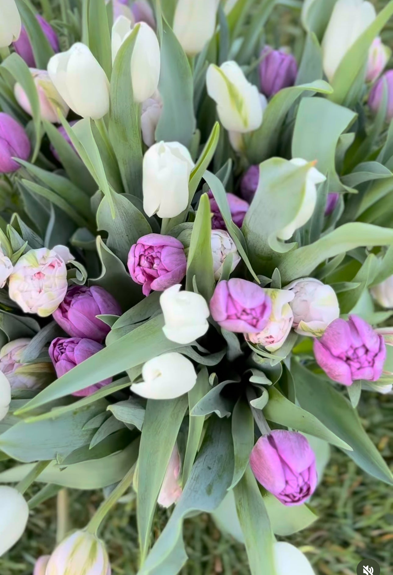 Spring Tulip Subscription