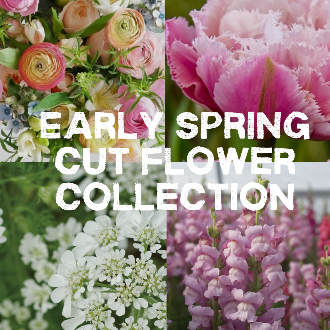 A four-panel collage showcasing a variety of colorful cut flowers, including pink roses, peach ranunculus, white yarrow, and purple snapdragons, with bold white text overlay reading 'EARLY SPRING CUT FLOWER COLLECTION'.