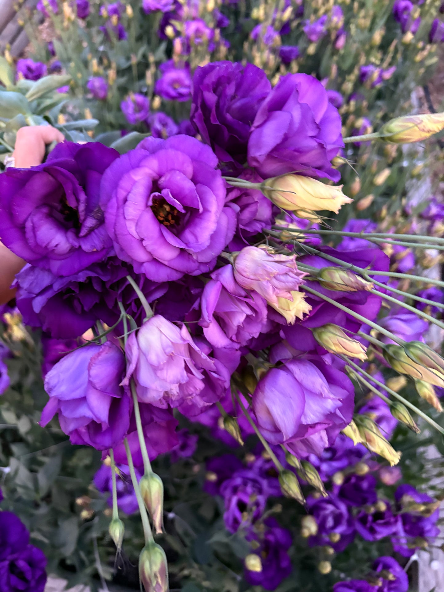 Specialty Lisianthus Bouquet