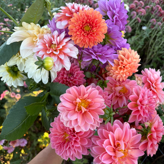 Summer Cut Flower Collection