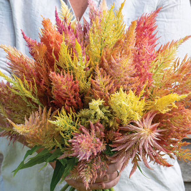 Summer Cut Flower Collection