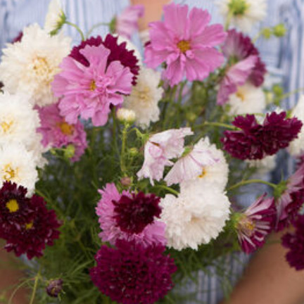 Summer Cut Flower Collection