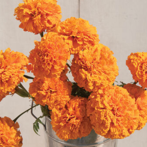 Summer Cut Flower Collection