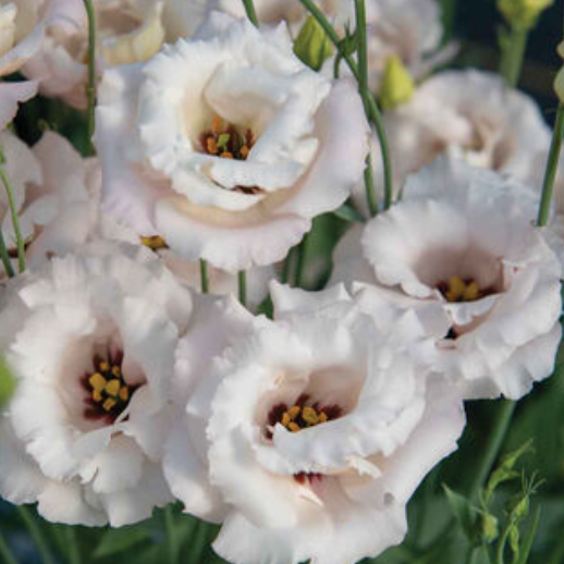 Summer Cut Flower Collection