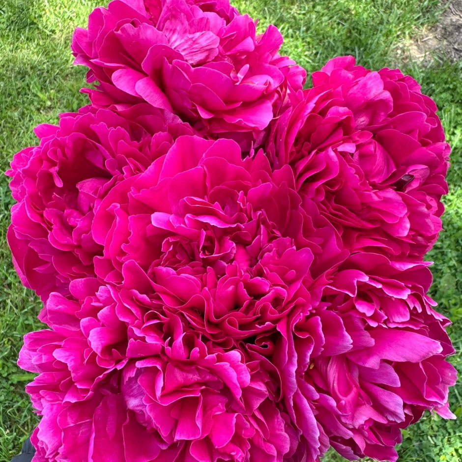 Early Spring Cut Flower Collection (Fall Planted)