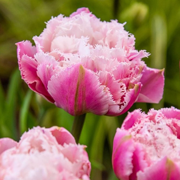 Early Spring Cut Flower Collection (Fall Planted)