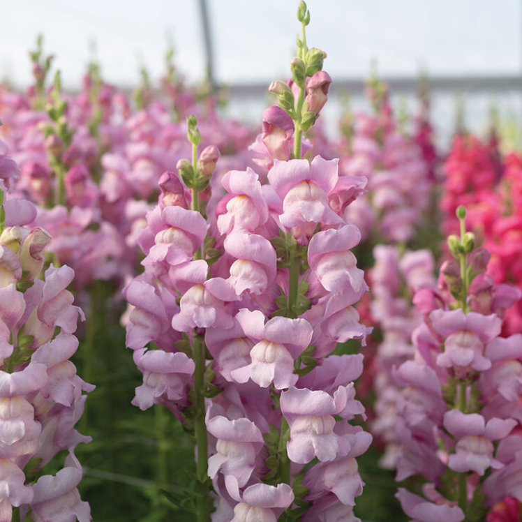 Early Spring Cut Flower Collection (Fall Planted)