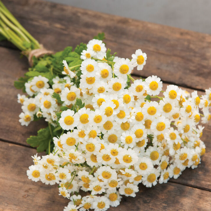 Early Spring Cut Flower Collection (Fall Planted)