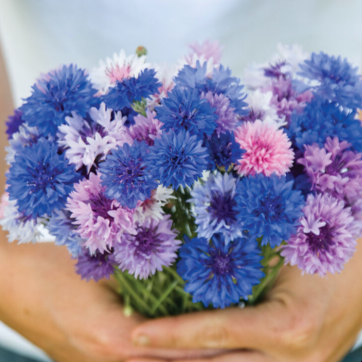 Early Spring Cut Flower Collection (Fall Planted)