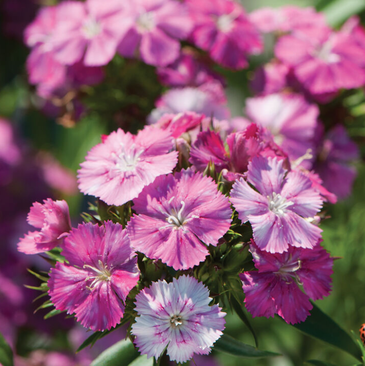 Early Spring Cut Flower Collection (Fall Planted)