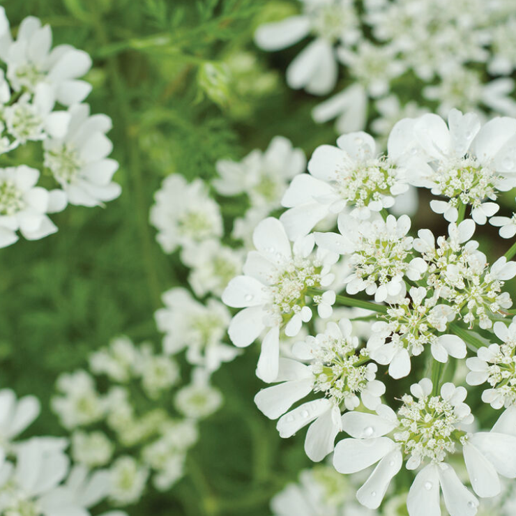 Early Spring Cut Flower Collection (Fall Planted)